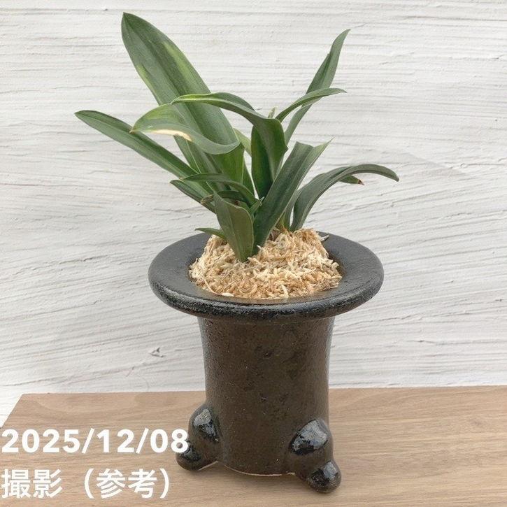現品お届け】豊明園 万年青 オモト 雀 陶器鉢（O6）｜観葉10-TU : 赤塚