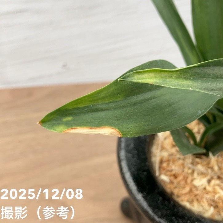 決算P10倍！8/2まで】【現品お届け】豊明園 万年青 オモト 雀 陶器鉢
