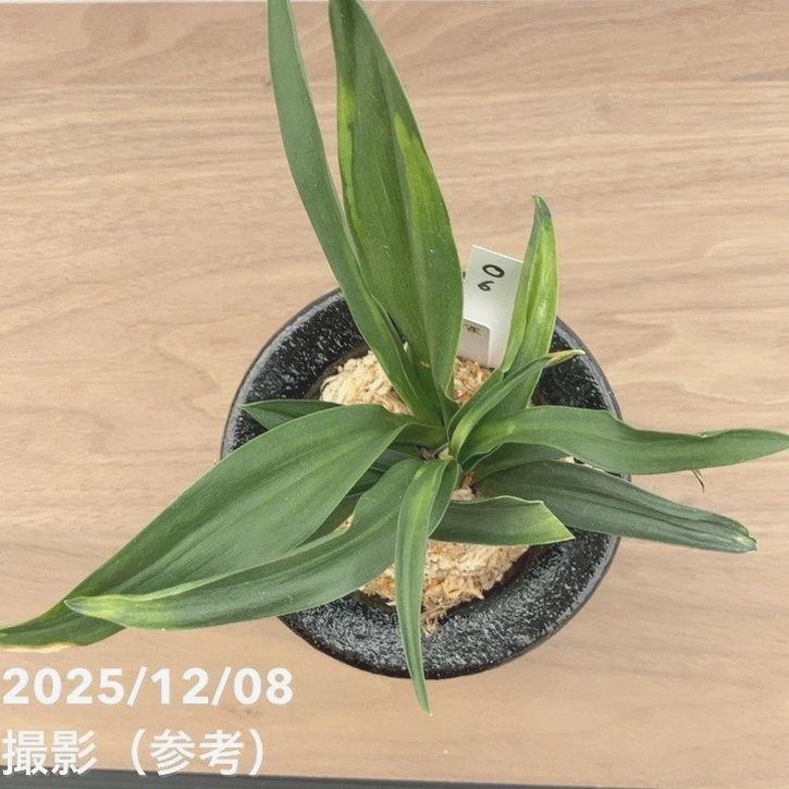 決算P10倍！8/2まで】【現品お届け】豊明園 万年青 オモト 雀 陶器鉢