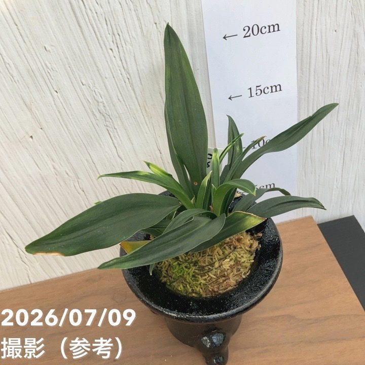 決算P10倍！8/2まで】【現品お届け】豊明園 万年青 オモト 雀 陶器鉢
