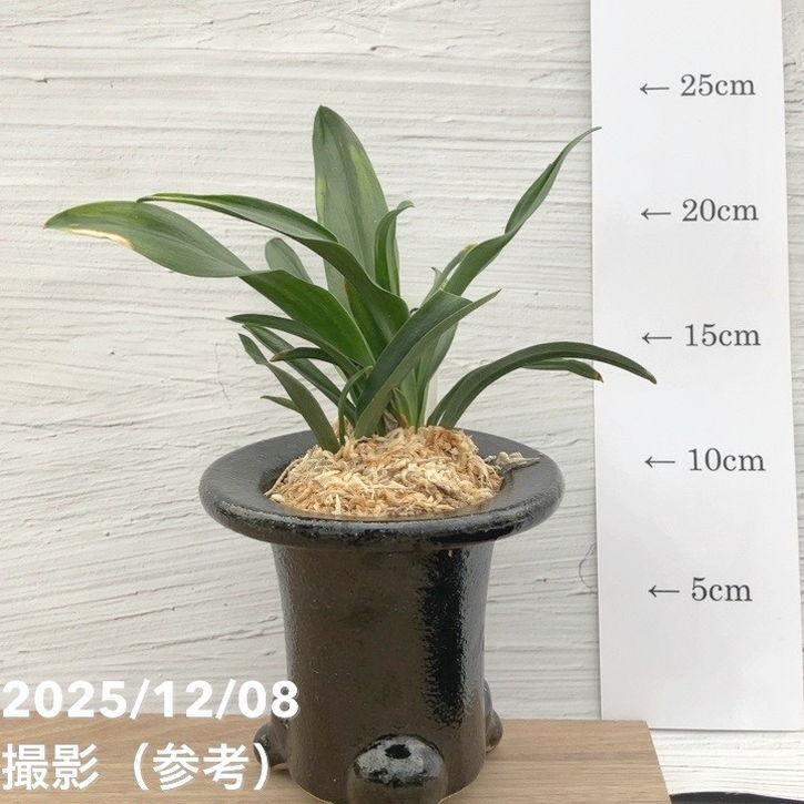 決算P10倍！8/2まで】【現品お届け】豊明園 万年青 オモト 雀 陶器鉢