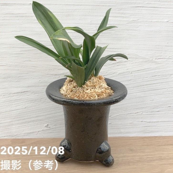 決算P10倍！8/2まで】【現品お届け】豊明園 万年青 オモト 雀 陶器鉢