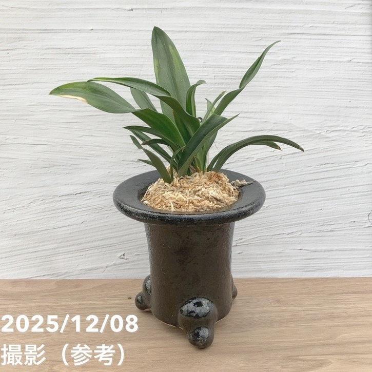 決算P10倍！8/2まで】【現品お届け】豊明園 万年青 オモト 雀 陶器鉢