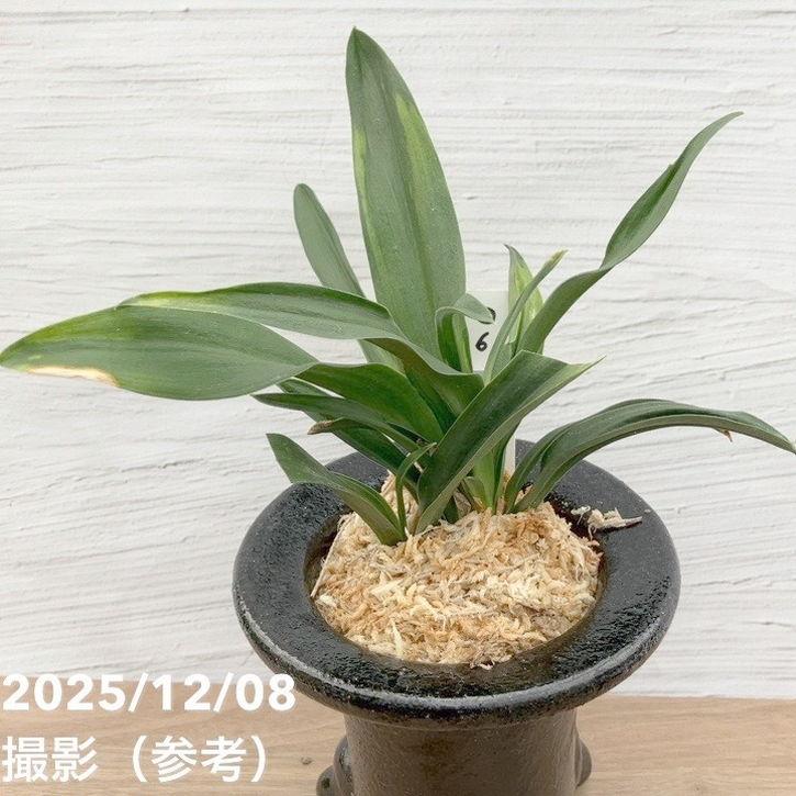決算P10倍！8/2まで】【現品お届け】豊明園 万年青 オモト 雀 陶器鉢