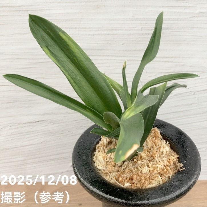 決算P10倍！8/2まで】【現品お届け】豊明園 万年青 オモト 雀 陶器鉢