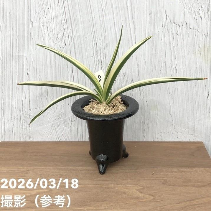 現品お届け】豊明園 万年青 オモト 日月星 江戸 陶器鉢（O11）｜観葉10