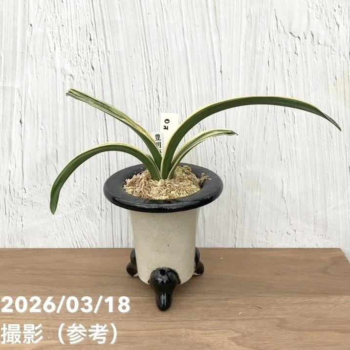 現品お届け】豊明園 万年青 オモト 豊明海 陶器鉢（O21）｜観葉10-TU