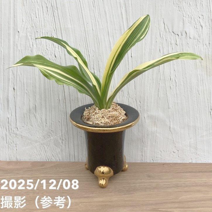 現品お届け】豊明園 万年青 オモト 出世実生 陶器鉢（O24）｜観葉10-TU