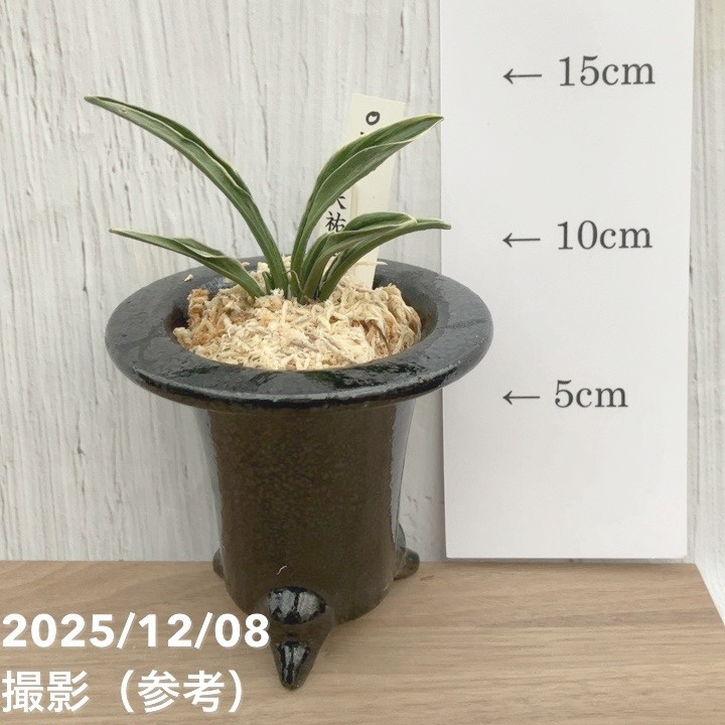 決算P10倍！8/2まで】【現品お届け】豊明園 万年青 オモト 天祐冠 陶器