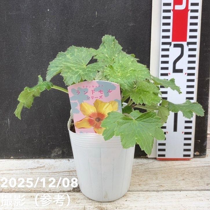 ラナンキュラス ランドセル サラセレネ ロクサス 3〜3.5号ポット苗 寄せ植え 花壇 鉢植え お洒落 可愛い アンティーク 冬の花 春の花 花 苗  初心者 : グリーンプラザ山長ヤフーショッピング店 - 通販 - Yahoo!ショッピング ラナンキュラス ランドセル サラセリネ モノケロス3.5寸ロングポットごと 植物