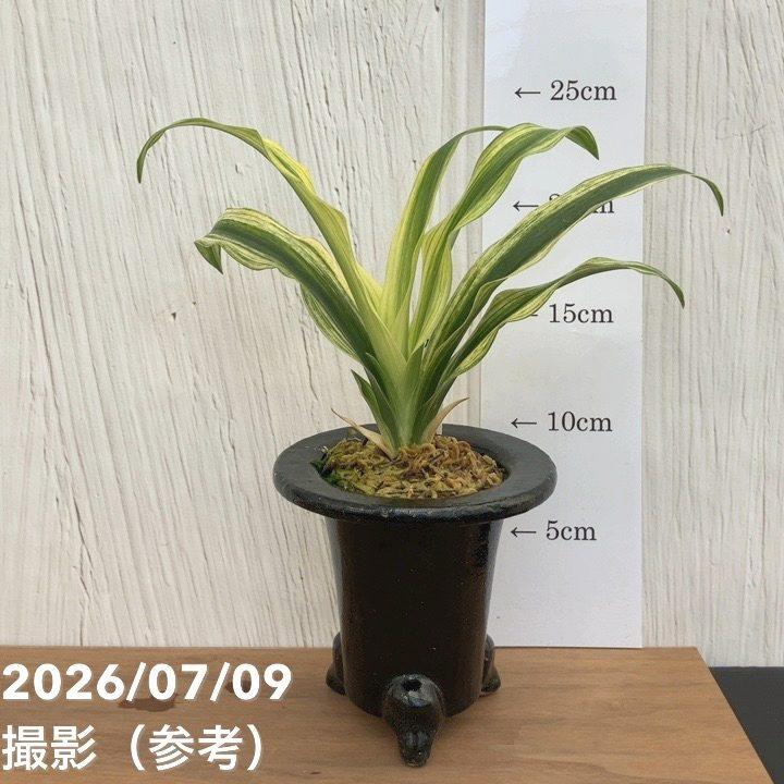 現品お届け】豊明園 万年青 オモト 砂子長寿 陶器鉢（O30）｜観葉10-TU