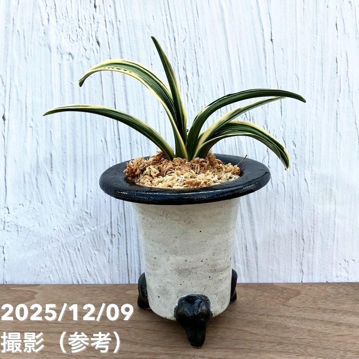 現品お届け】豊明園 万年青 オモト 聖源 陶器鉢（O32）｜観葉10-TU