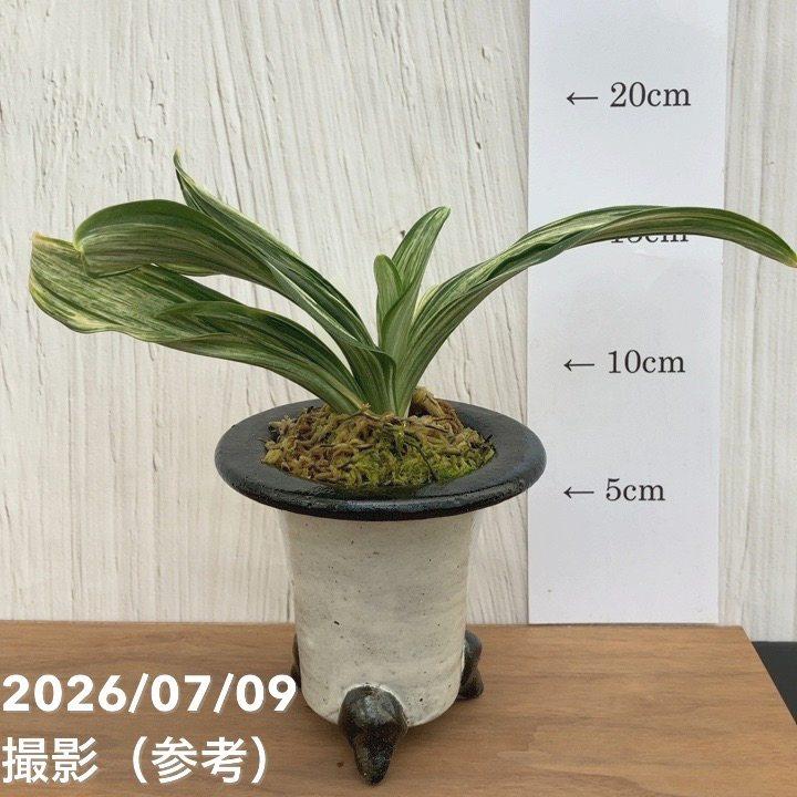 現品お届け】豊明園 万年青 オモト 千代田の松 陶器鉢（O33）｜観葉10