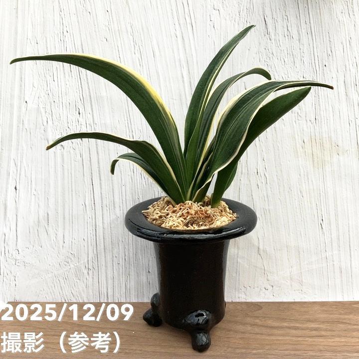 現品お届け】豊明園 万年青 オモト 天光閣 陶器鉢（O34）｜観葉10-TU