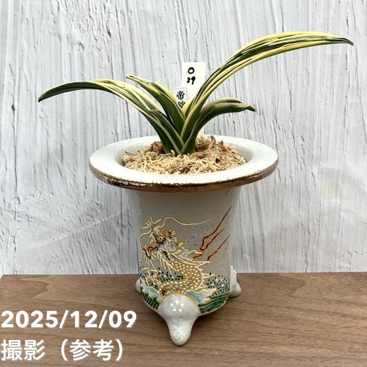 万年青　皇帝 現品お届け】豊明園 万年青 オモト 帝錦（みかどにしき） 白龍白鉢