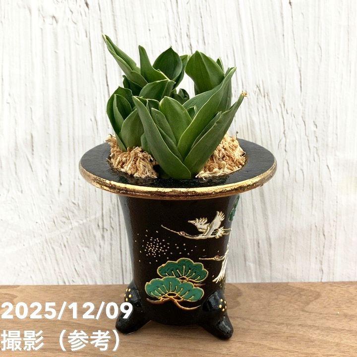 現品お届け】豊明園 万年青 オモト 福包（ふくづつみ） 江戸鶴鉢（O42