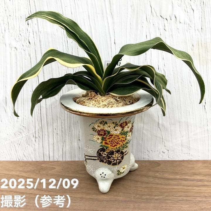 現品お届け】豊明園 万年青 オモト錦明鳳（きんめいほう） 花車鉢（O43