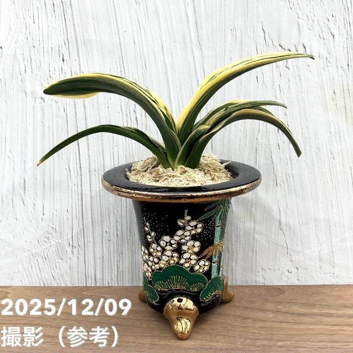 万年青オモト　新生殿 園芸ネット本店｜オモト（万年青）：新生殿(しんせいでん) 直径11cm錦