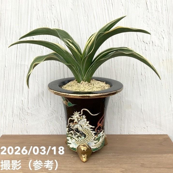 決算P10倍！8/2まで】【現品お届け】豊明園 万年青 オモト 雷光丸