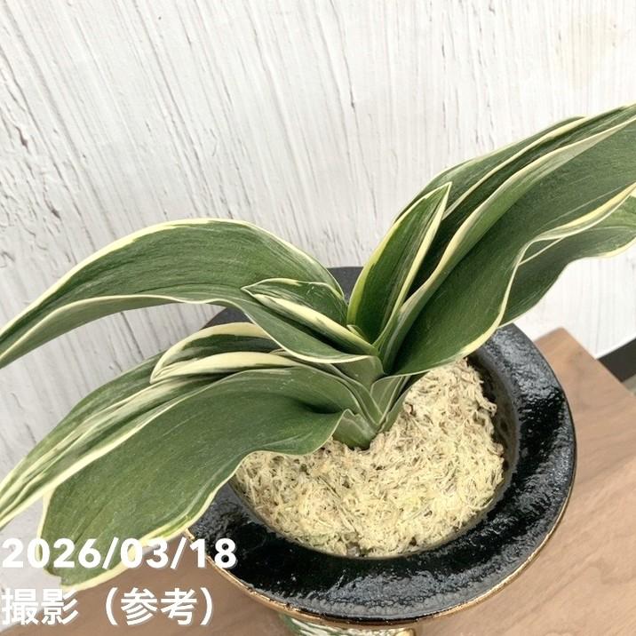 現品お届け】豊明園 万年青 オモト 雷光丸（らいこうまる） 龍鉢（O48