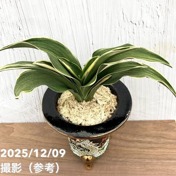 決算P10倍！8/2まで】【現品お届け】豊明園 万年青 オモト 雷光丸