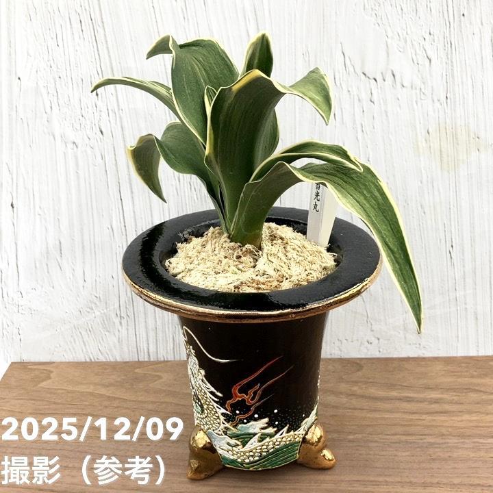 現品お届け】豊明園 万年青 オモト 雷光丸（らいこうまる） 龍鉢（O48