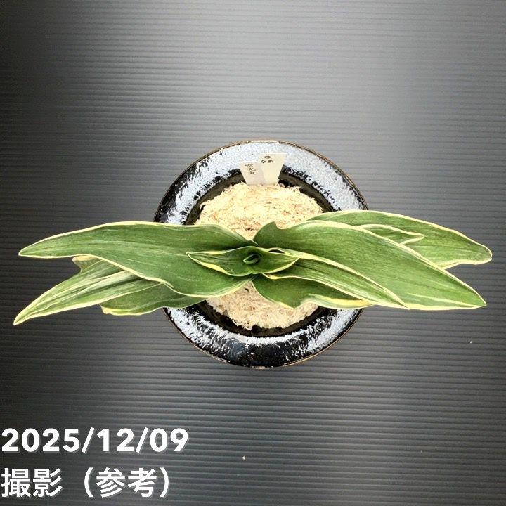 現品お届け】豊明園 万年青 オモト 雷光丸（らいこうまる） 龍鉢（O48