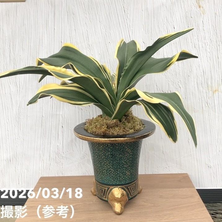 ⭕️今週末までのお値段‼️希少　万年青　王冠 現品お届け】豊明園 万年青 オモト 麒麟冠（きりんかん） 七々子鉢