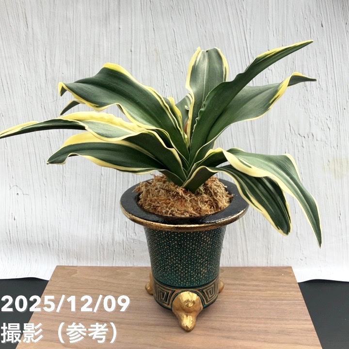 ⭕️希少　万年青　王冠 現品お届け】豊明園 万年青 オモト 麒麟冠（きりんかん） 七々子鉢