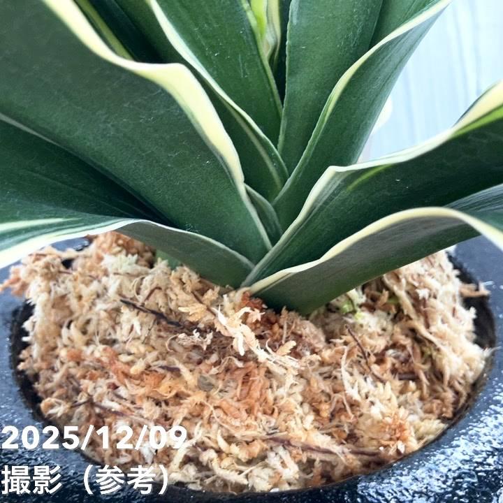 現品お届け】豊明園 万年青 オモト 麒麟冠（きりんかん） 七々子鉢