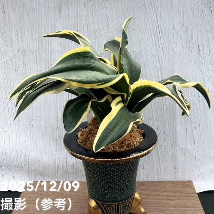 ⭕️今週末までのお値段‼️希少　万年青　王冠 現品お届け】豊明園 万年青 オモト 麒麟冠（きりんかん） 七々子鉢
