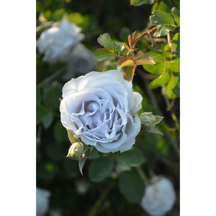 バラ大苗 ポルト・ブルー 7号 ロサ・オリエンティスプログレッシオ