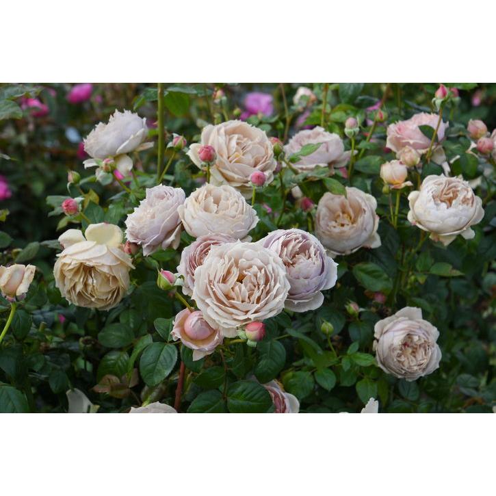 バラ大苗 ルクソール 7号 ロサ・オリエンティスプログレッシオ｜花木04