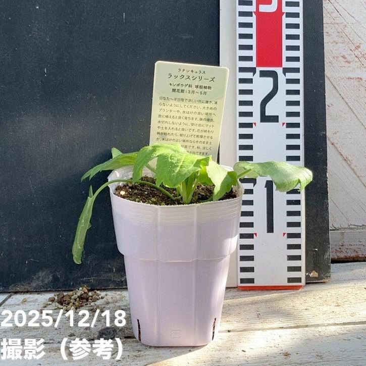 ラナンキュラス ラックスシリーズ 3.5〜4号 ニノス｜草花04-PA : 赤塚