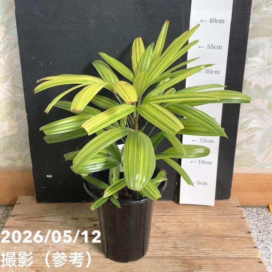 観音竹 綾錦 5号｜観葉04-PA : 赤塚植物園ヤフー店 - 通販 - Yahoo
