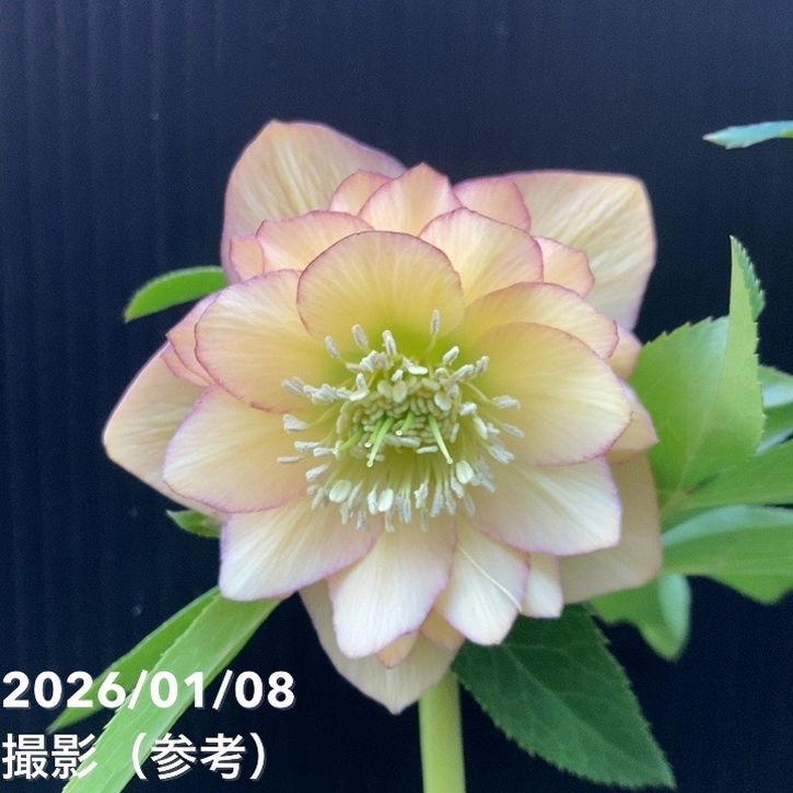 一点物】堀切園 クリスマスローズ ウィンターシンフォニー 5号角鉢