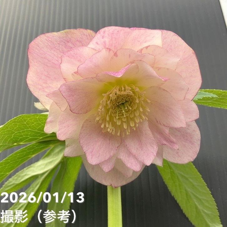 クリスマスローズ ウィンターシンフォニー ピンク フラッシュ 購入 dd