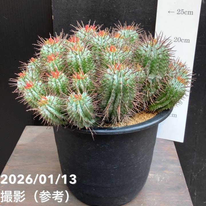 サボテン ホリダ群生 大株｜観葉04-PA : 赤塚植物園ヤフー店 - 通販