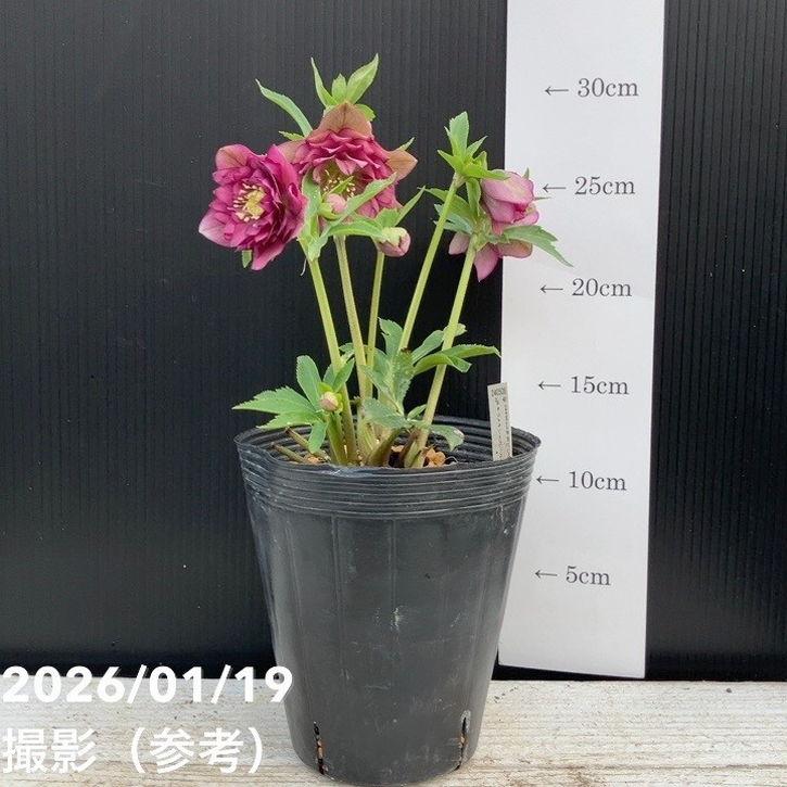 一点物】加藤農園 クリスマスローズ 4.5号（KT2）｜山野04-PA : 赤塚