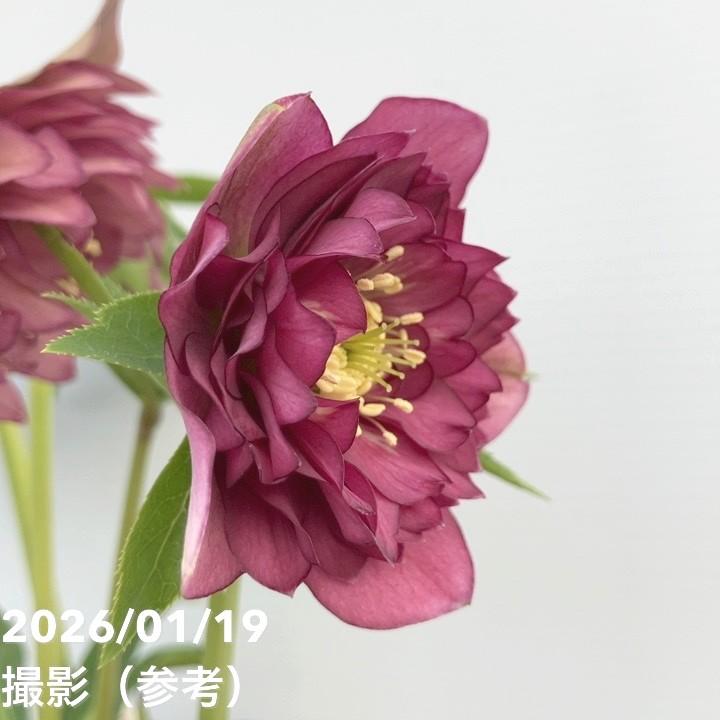 一点物】加藤農園 クリスマスローズ 4.5号（KT2）｜山野04-PA : 赤塚