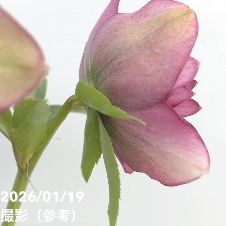 一点物】加藤農園 クリスマスローズ 4.5号（KT2）｜山野04-PA : 赤塚