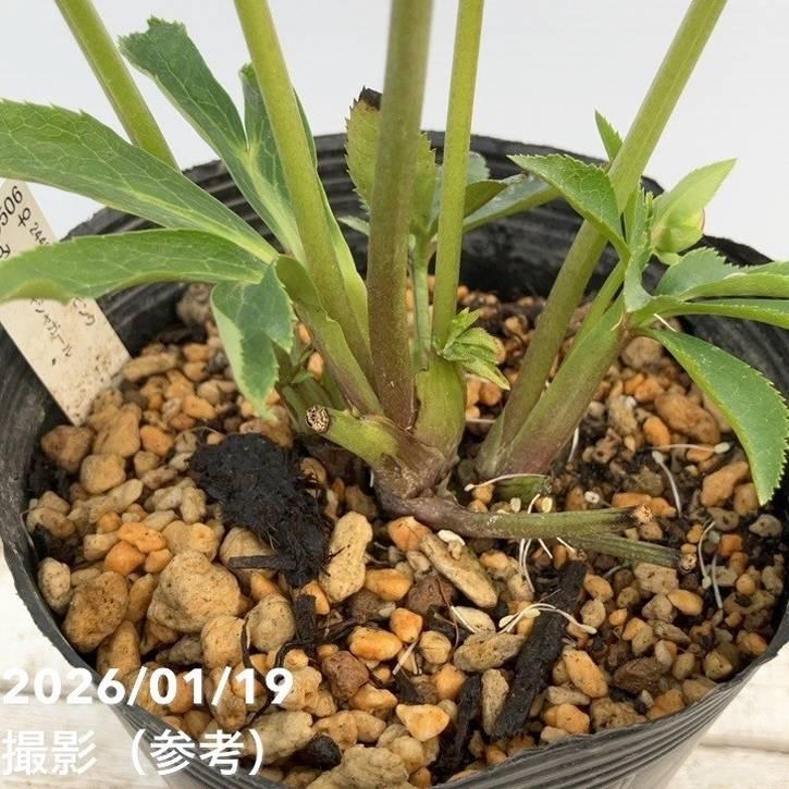 お買い得一点物咲き進み株】加藤農園 クリスマスローズ 4.5号（KT2