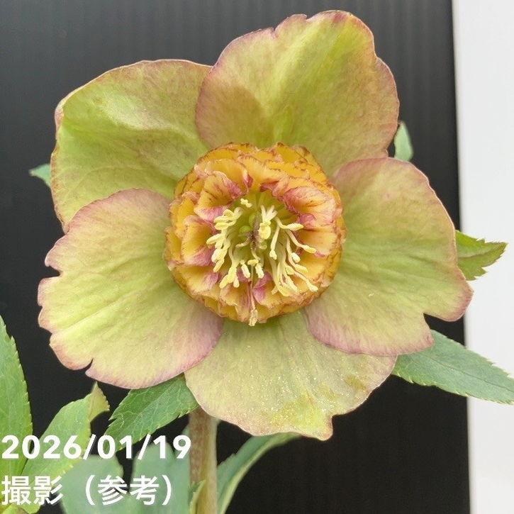 一点物】加藤農園 クリスマスローズ 4.5号（KT3）｜山野04-PA : 赤塚