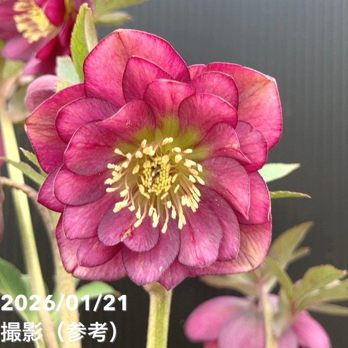 クリスマスローズ　認定フレグランスddピンクパープル　加藤農園 いよいよシーズン開始ですね🌸 加藤農園さんよりクリスマスローズ多数