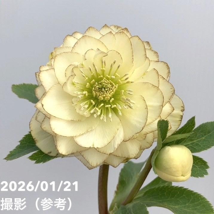 クリスマスローズ ddグリーンリップピコティ 加藤農園 クリスマス