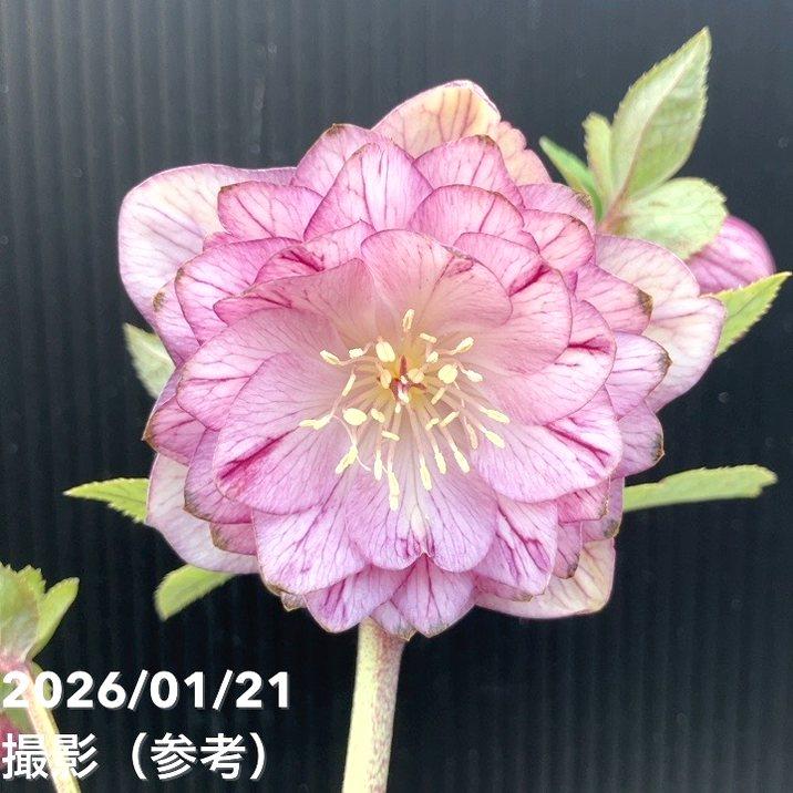 一点物】加藤農園 クリスマスローズ 4.5号（KT27）｜山野04-PA : 赤塚