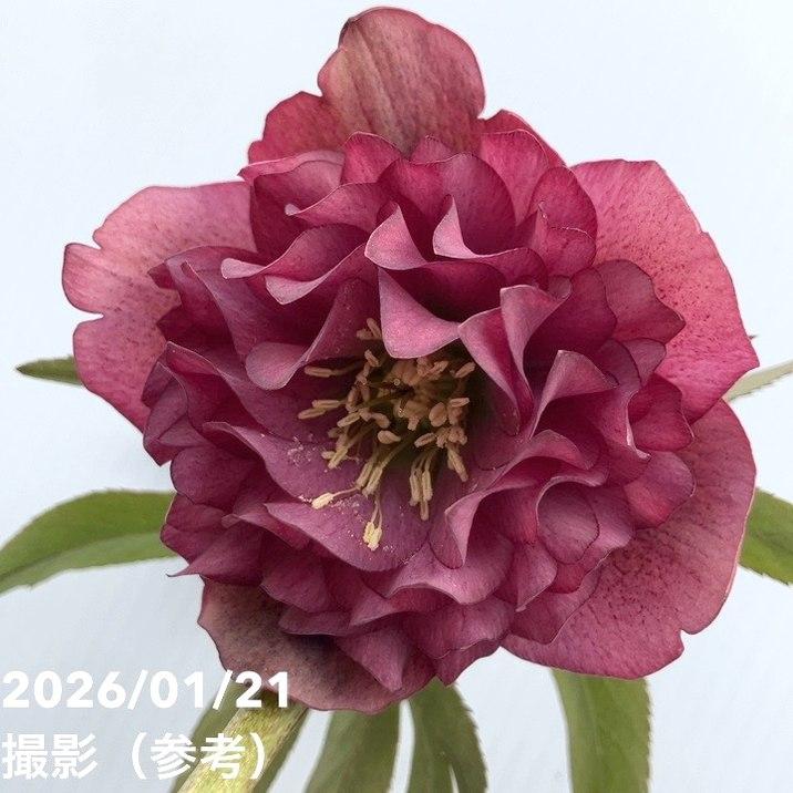 クリスマスローズ　認定超アフロディーテ　加藤農園 一点物】加藤農園 クリスマスローズ アンティークアフロディーテ 4.5号