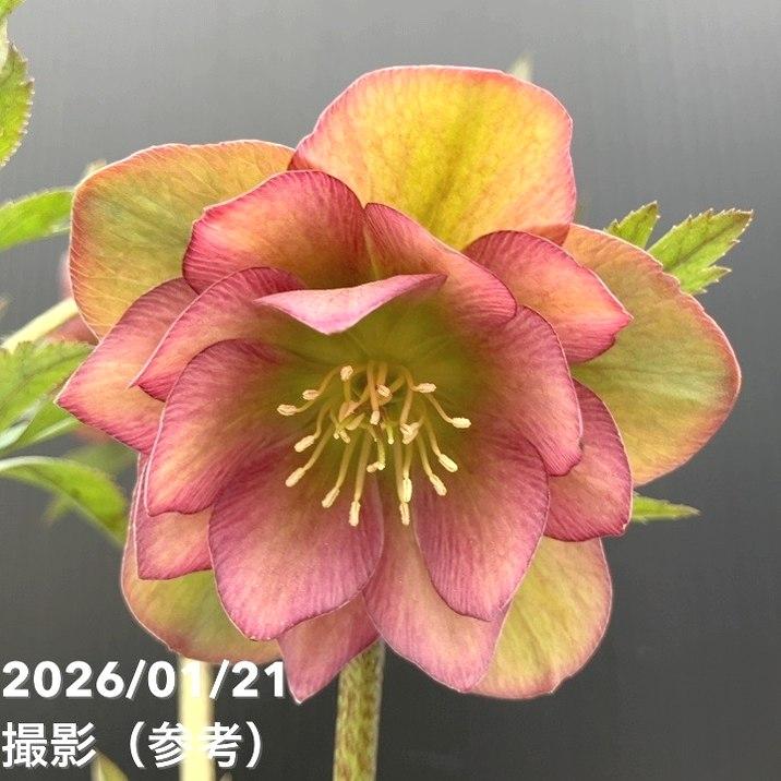 ローズさま専用 超特大一対 南天の葉と実無し 門松 ハンドメイド 自然栽培 ローズさま専用 超特大一対 注文 南天の葉と実無し 門松 ハンドメイド