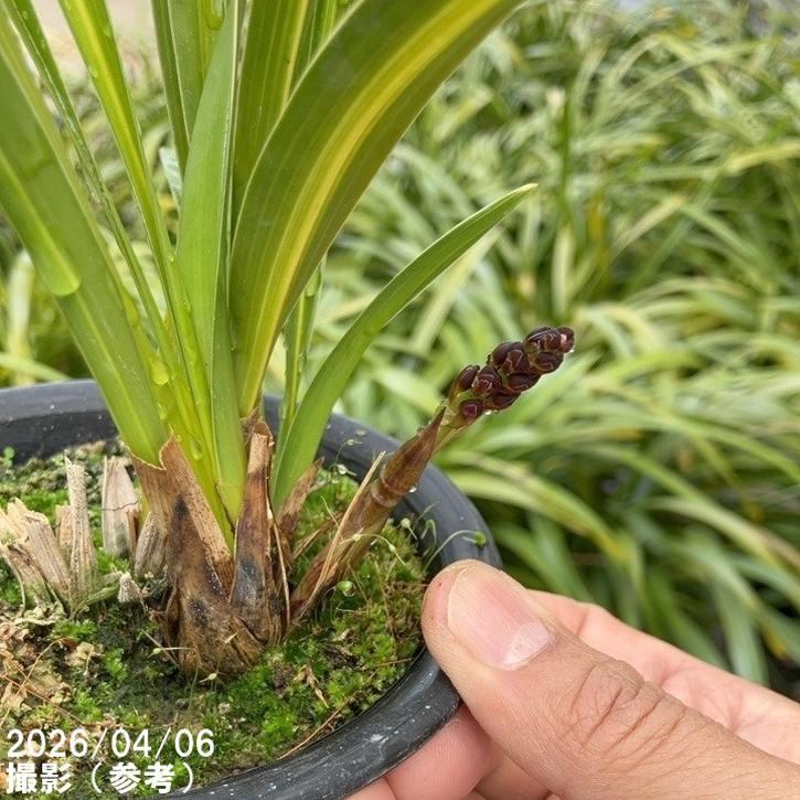 花芽1個付き＞キンリョウヘン 4号（常盤錦）｜ミツバチ蘭｜洋蘭10-TU