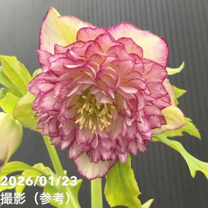 一点物】野田園芸 クリスマスローズ 4.5号ポット（ND1）｜山野04-PA